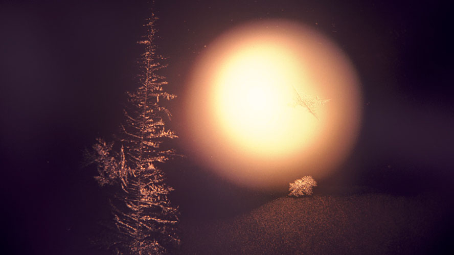 Pierre Joly PHOTOGRAPHE FocusNature