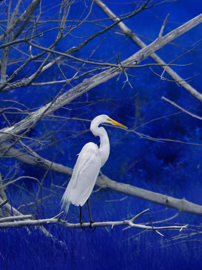 GRANDE AIGRETTE / GREAT EGRET