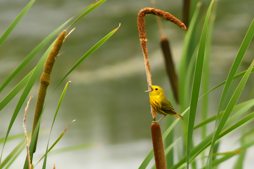PARULINE JAUNE /  YELLOW WARBLER