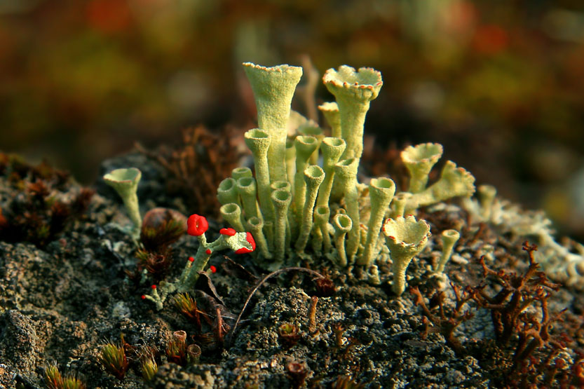 CLADONIA PYXIDATA (LICHEN)