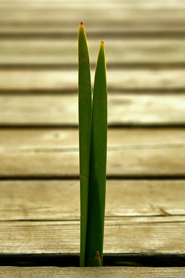 V VERT