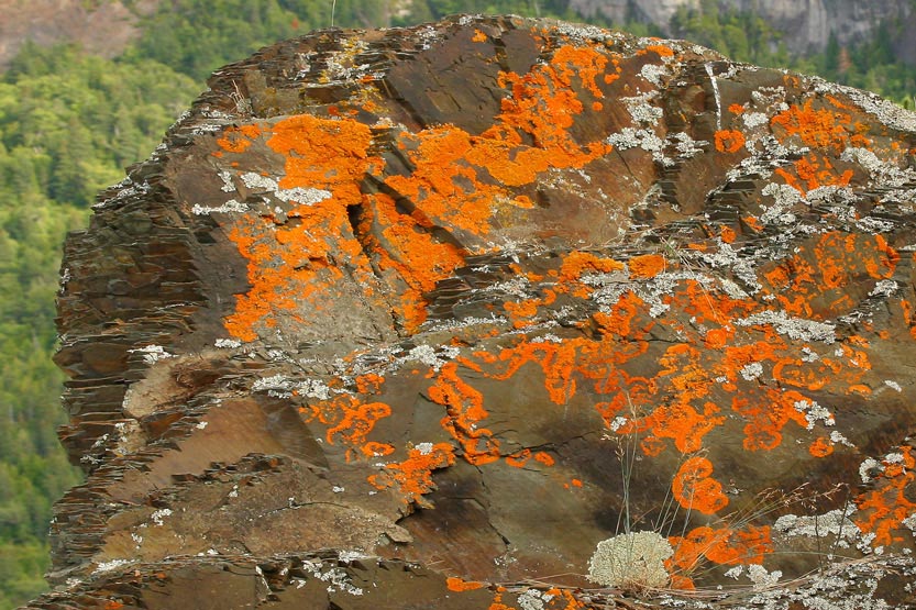 PARC DU BIC