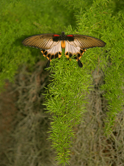 PAPILLON