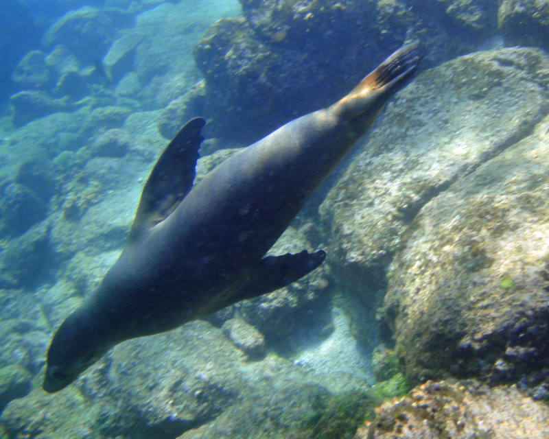 Galapagos Underwater