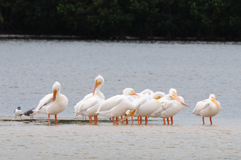 White pelicans 1.jpg