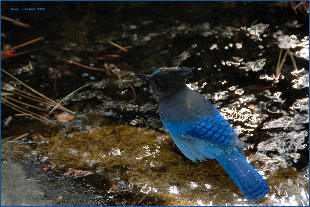 Stellar Jay at Lake Tahoe after a dip in the water