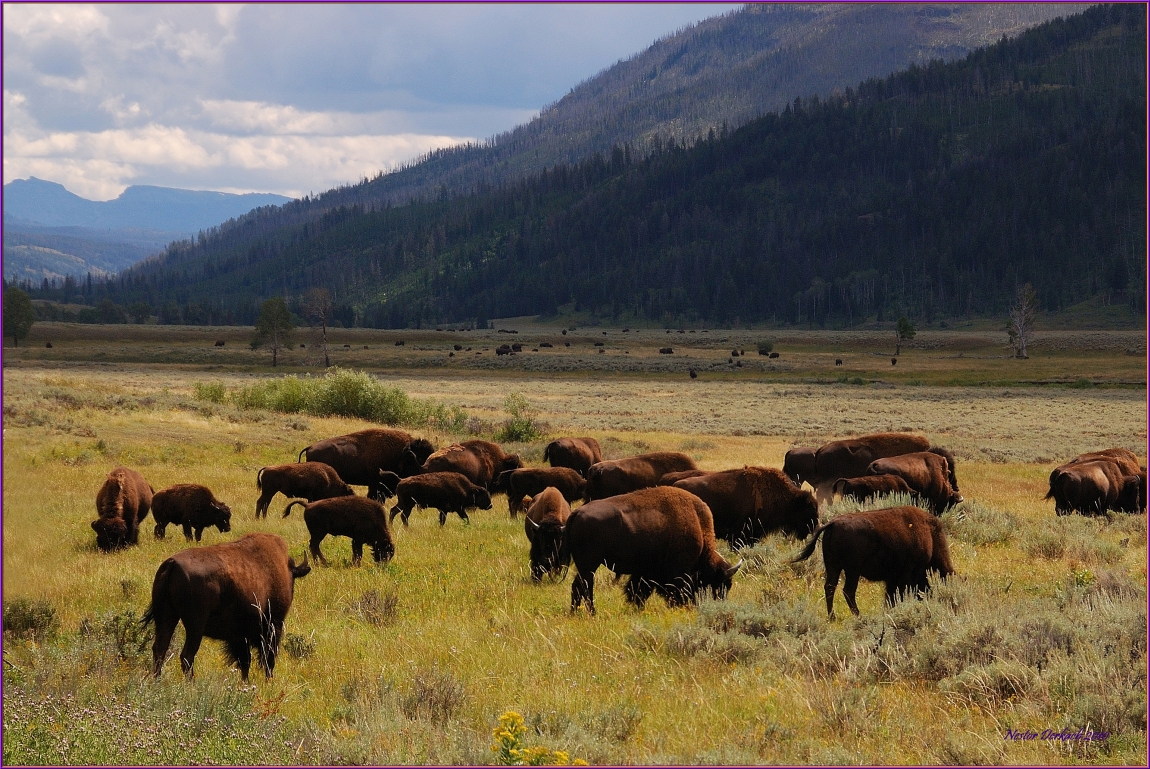 61 - Yellowsone National Park Bison Herd