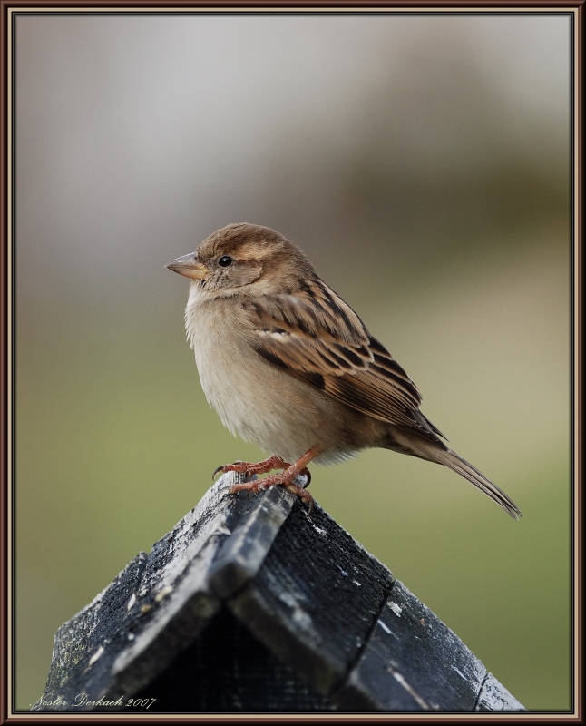 Sparrow