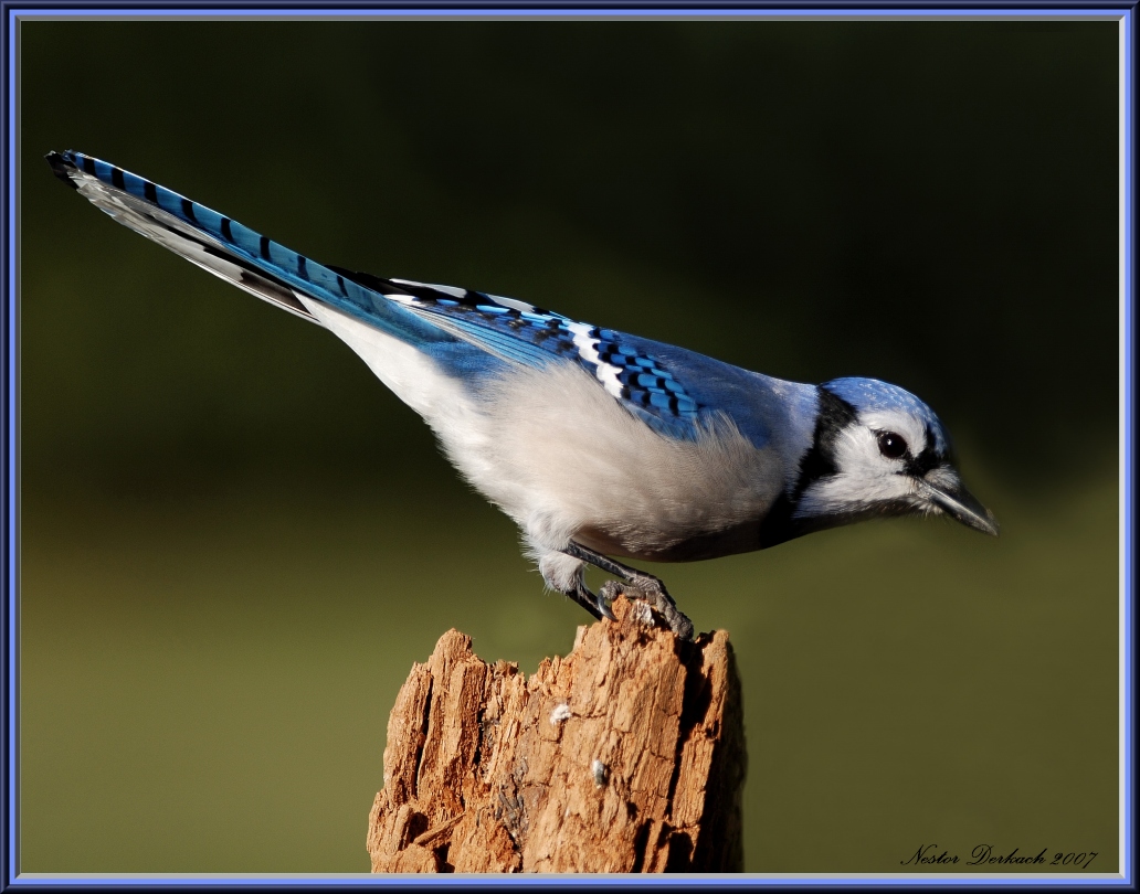 Blue Jay