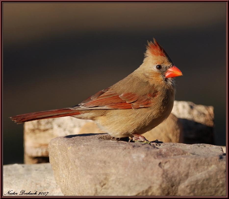 Female Cardinal