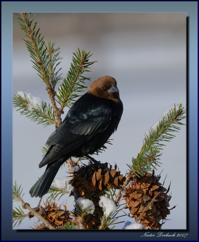 Male Brown Headed Cow Bird