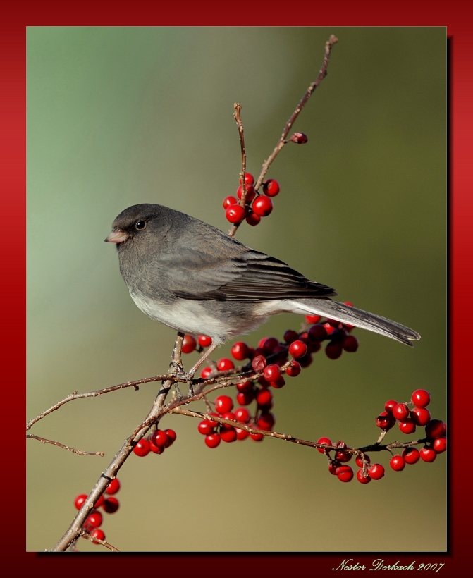 Junco On Winterberry