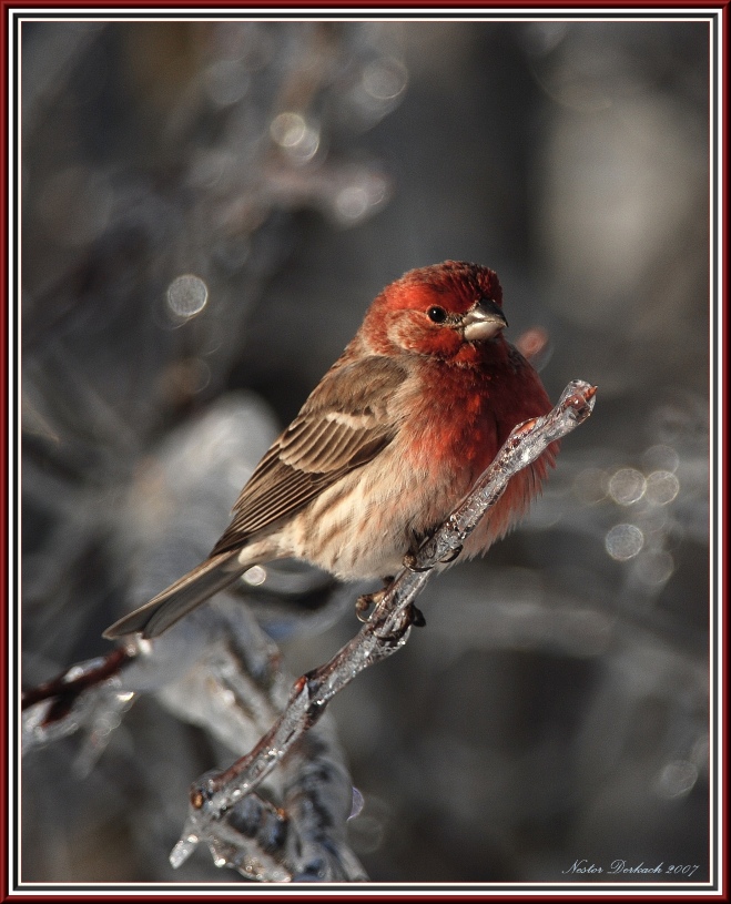 Male Purple Finch