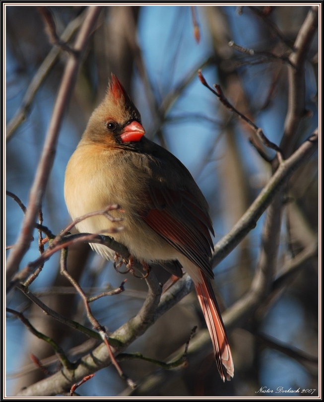Female Cardinal  Enjoying The Morning Sun