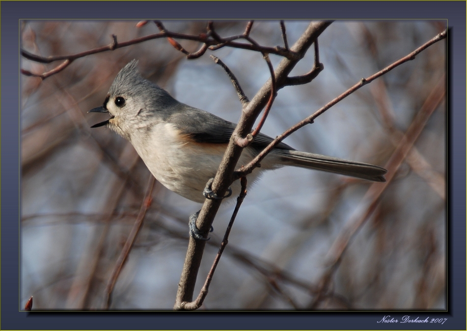 Tufted Timouse Singing Her Song