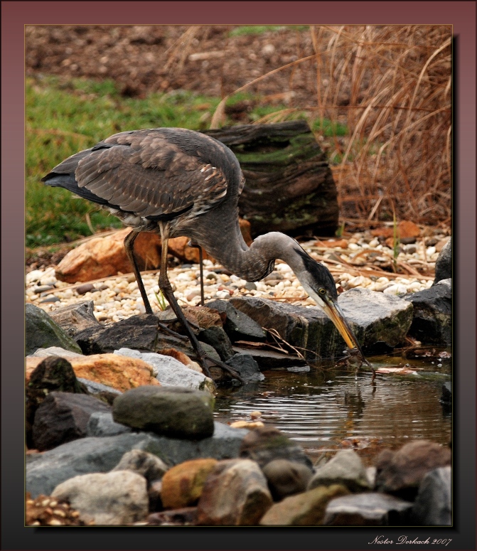 Great Blue Heron Having  A Late Breakfeast