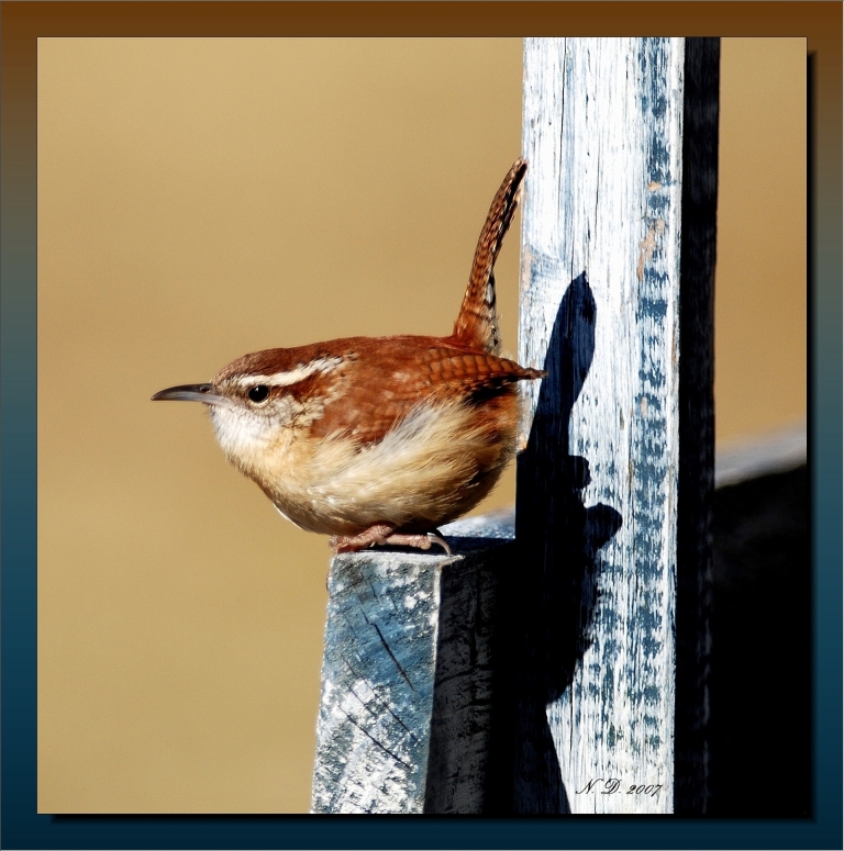 Wren   /  With Facial Indian Warrior  Shadow