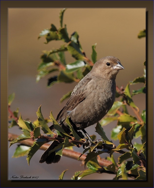 Female Cowbird