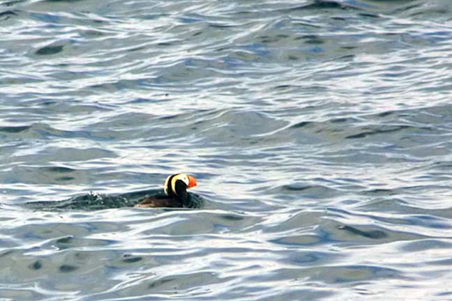 Puffin, Tufted