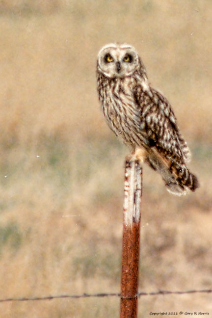 Owl, Short Eared
