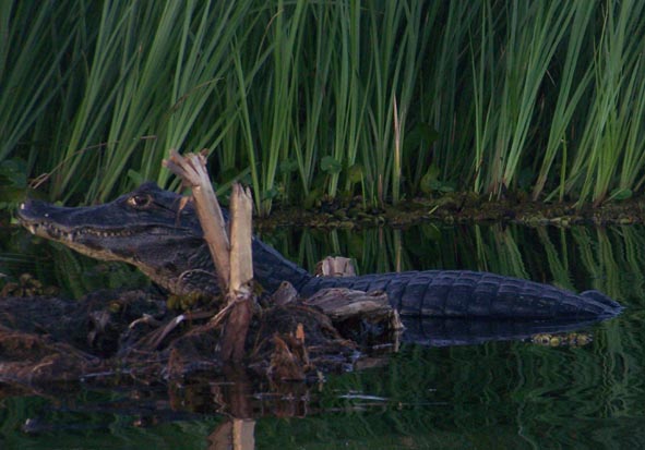 Trust me - caiman, Rio St. Lucia, Argentina