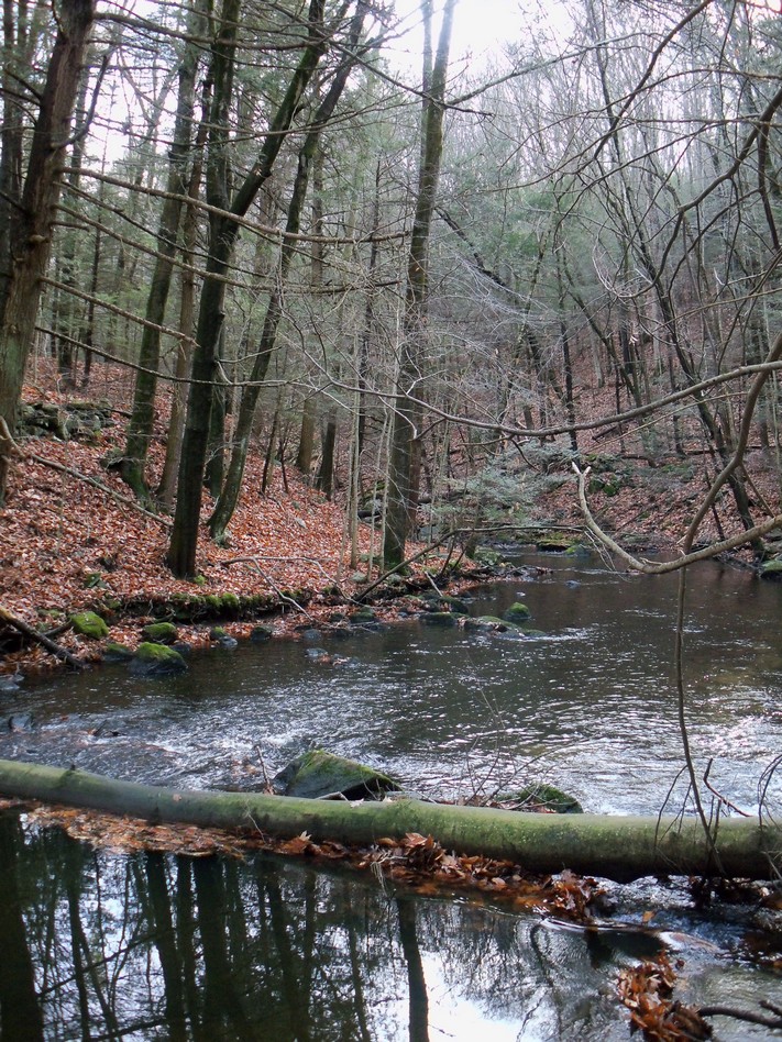 Mianus River Gorge (Bedford, NY)