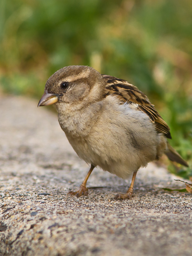 Sparrow