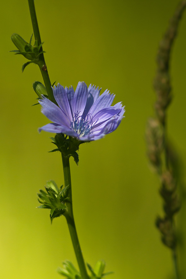 Cornflower