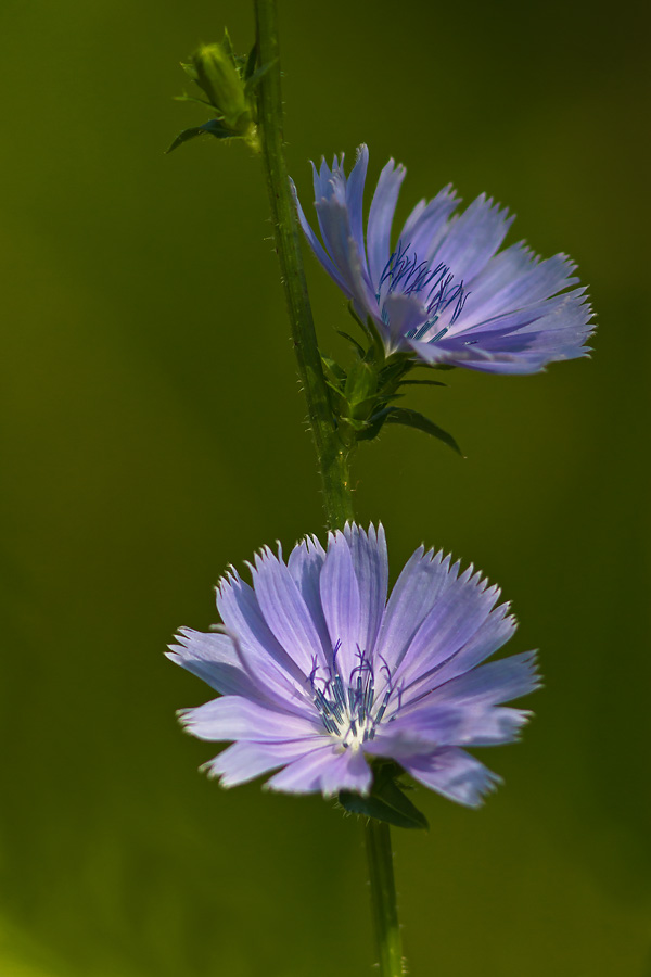 Cornflower