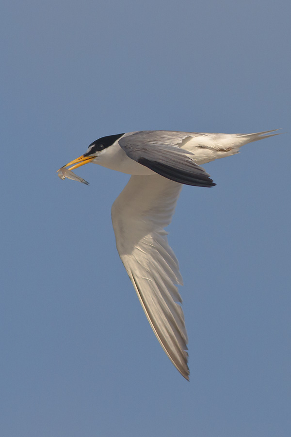Least Tern with Fish