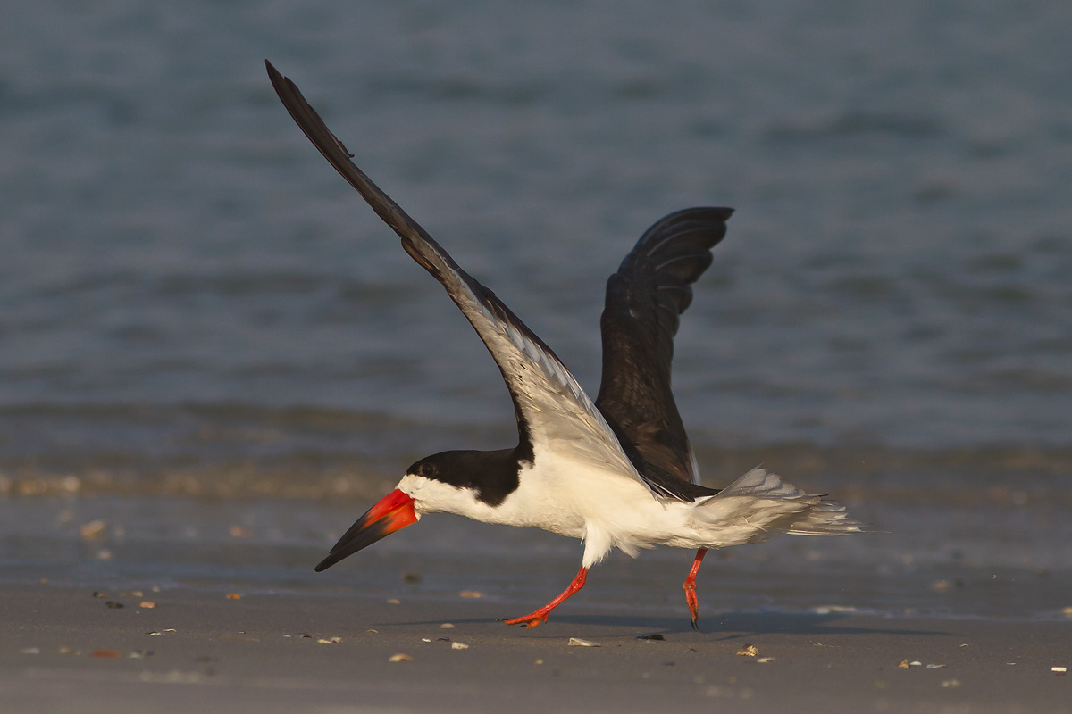 Black Skimmer