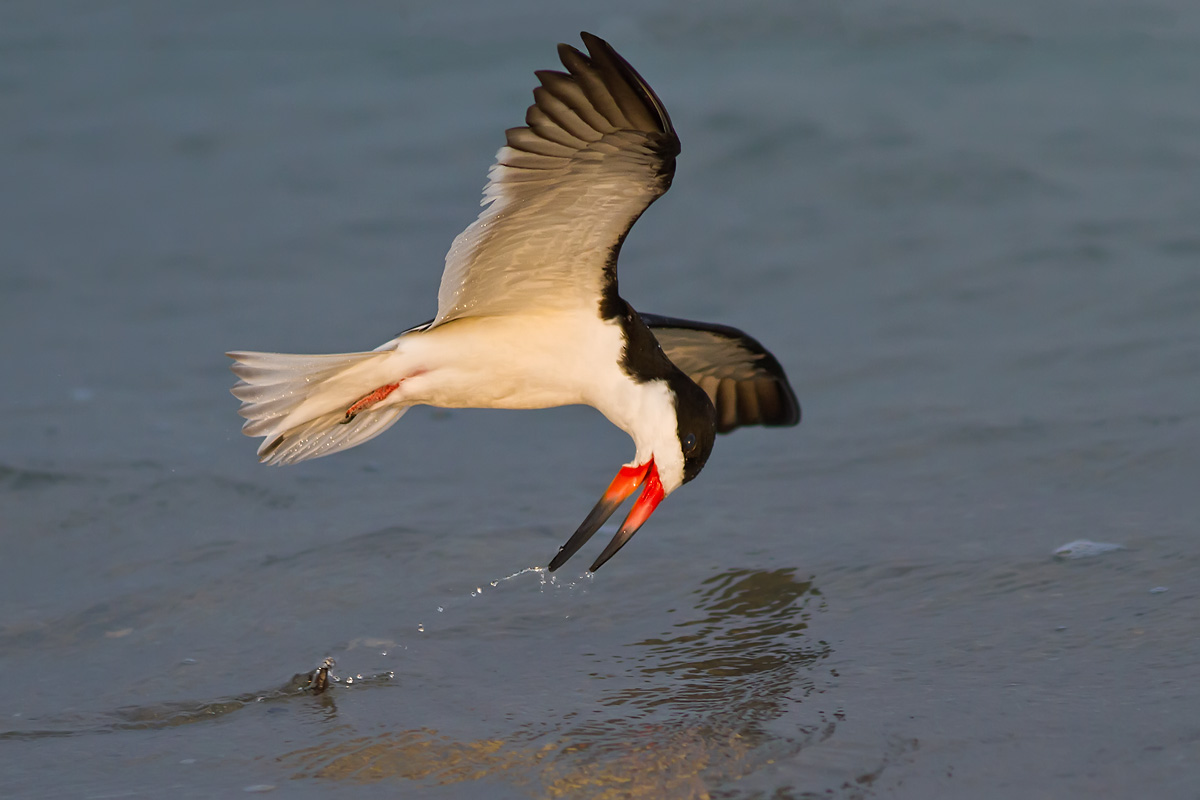 Black Skimmer