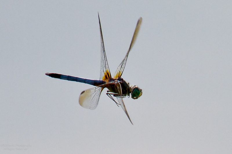 X-Wing Fighter