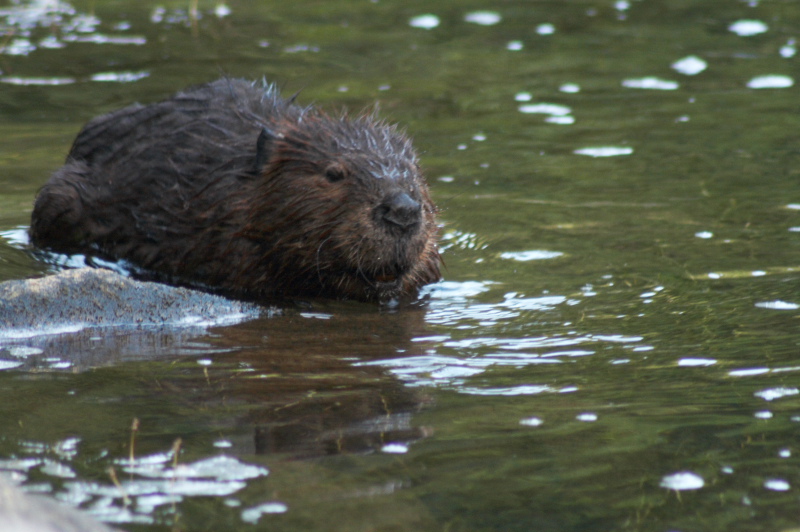 Beaver_2081.JPG