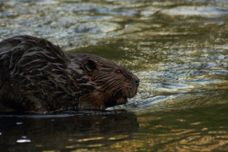 Beaver_2120.JPG