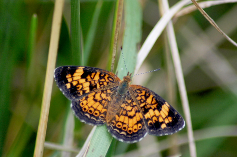 BtrFly_2157.JPG