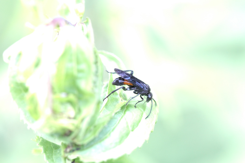 Wasp_2170.JPG
