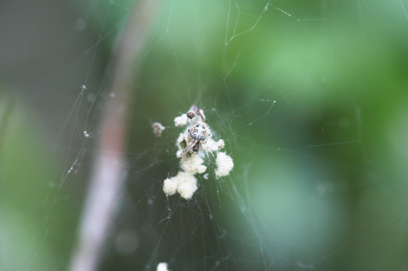 Spider_2176.JPG
