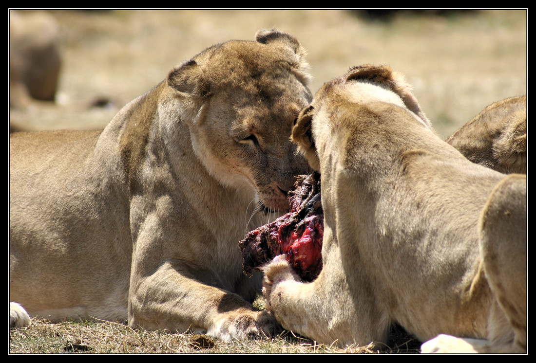 Lionesses eating