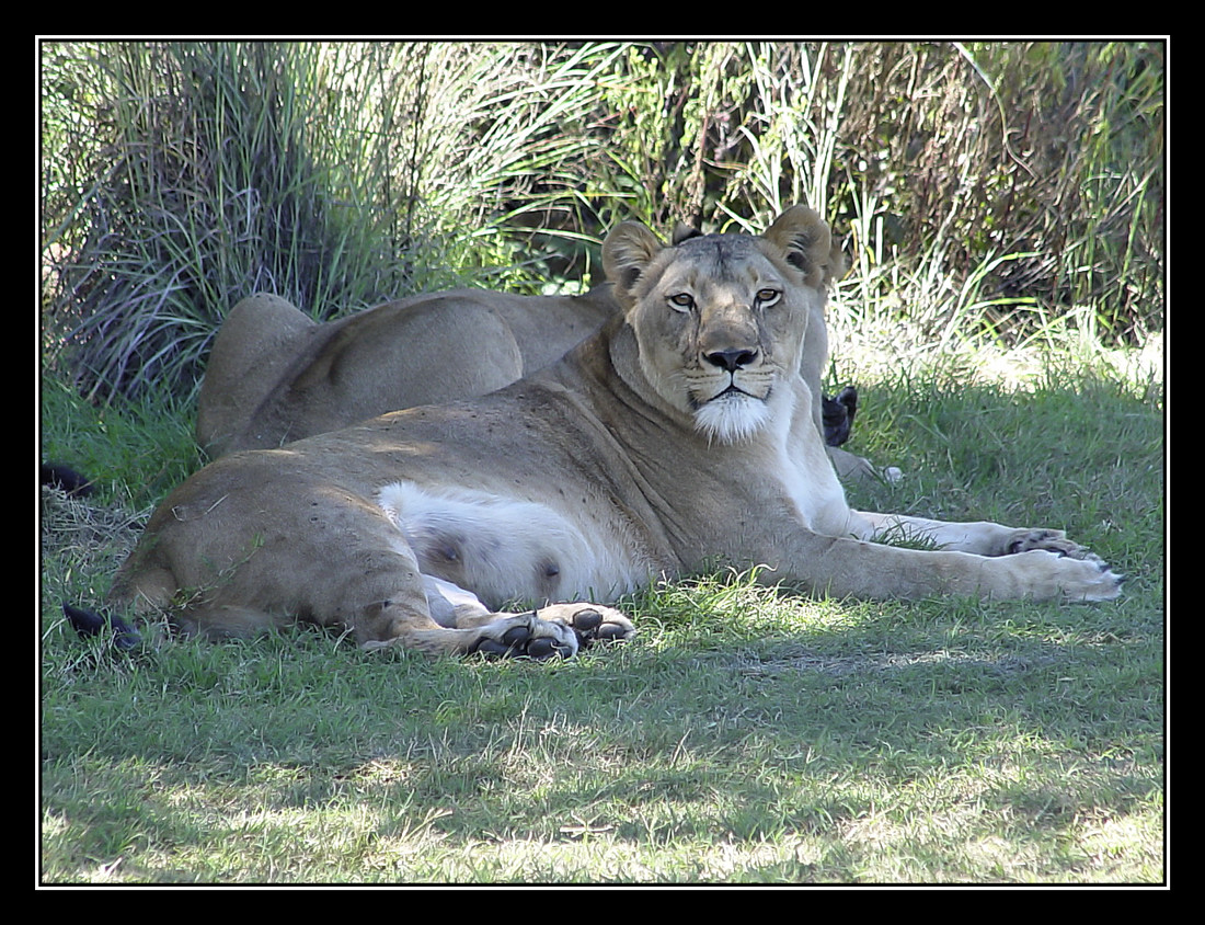 Krugersdorp Lionpark