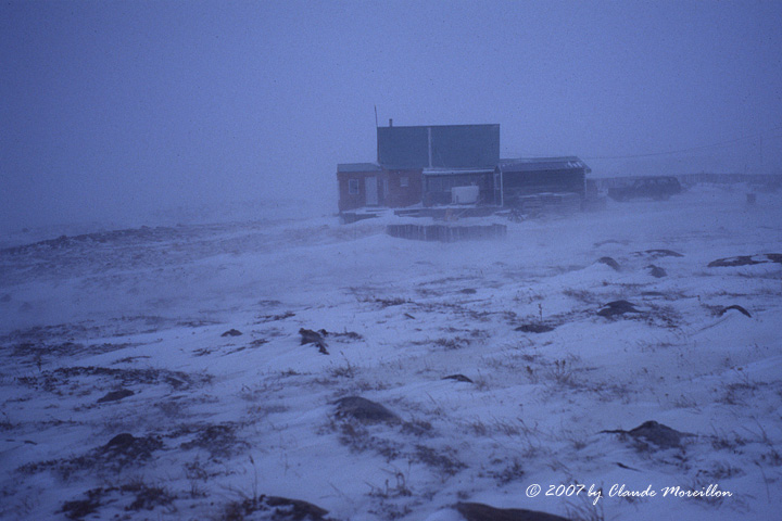 An Oasis in the Arctic