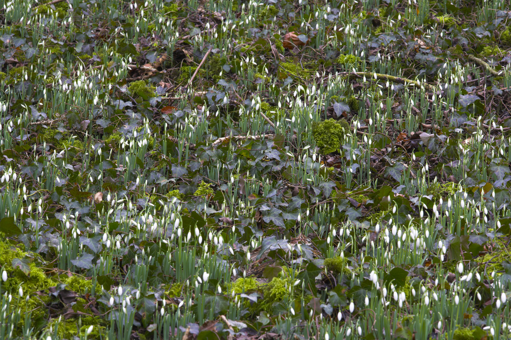 Cherington snowdrops 3