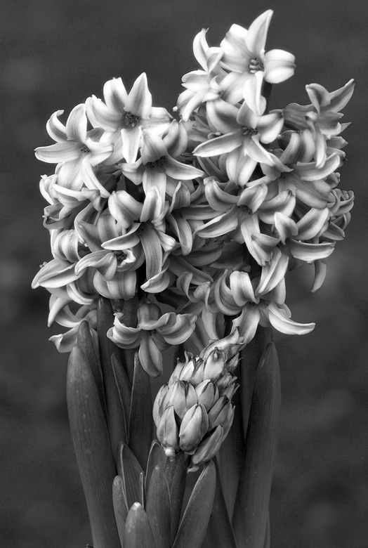 Hyacinth mono