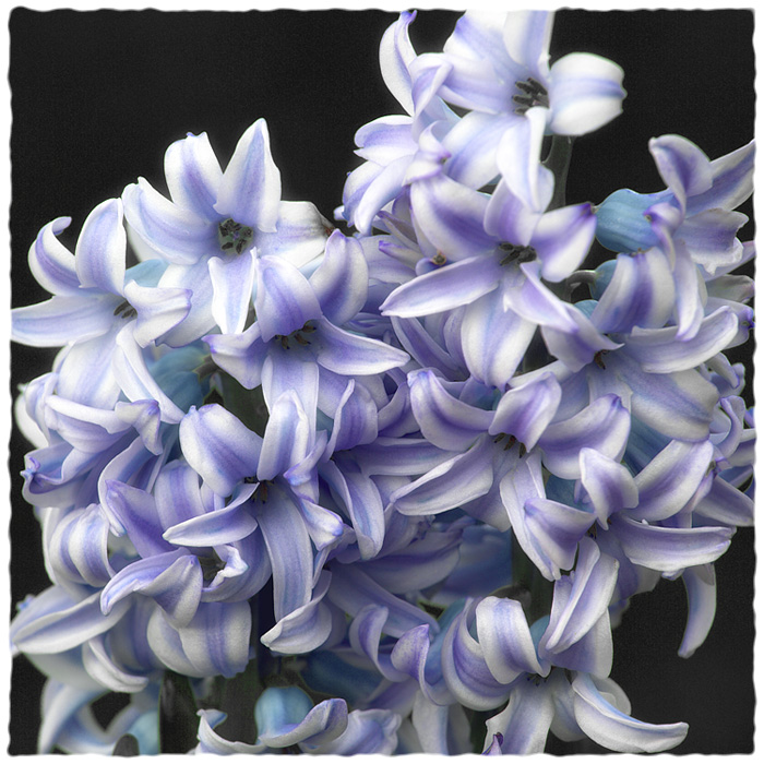 Hyacinth(detail)