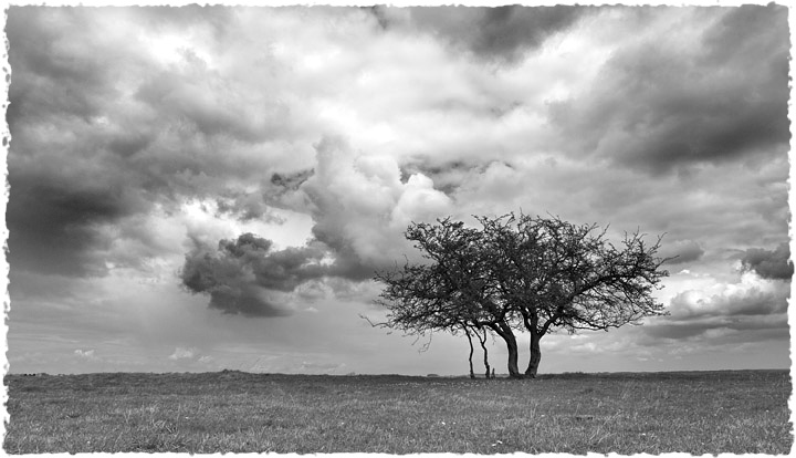 Minchinhampton Common