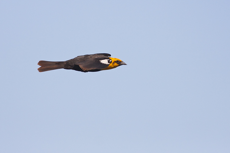 Yellowheaded Blackbird