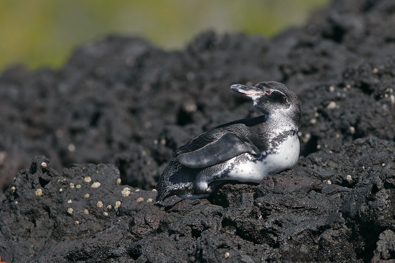 Galapagos Penguin (Elizabeth Bay, Isabela)