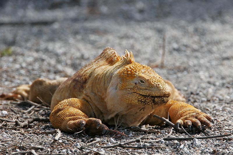 Land Iguana (Urvina Bay, Isabela)