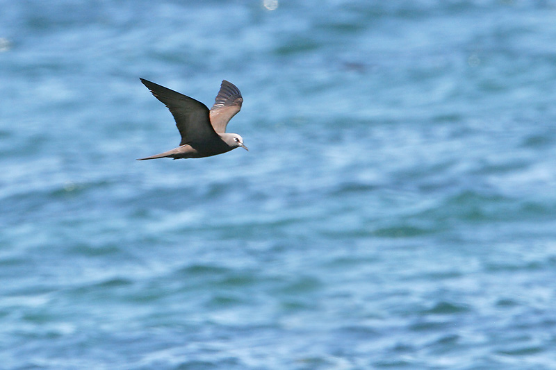 Brown Noddy (Punta Espinosa, Fernandina)