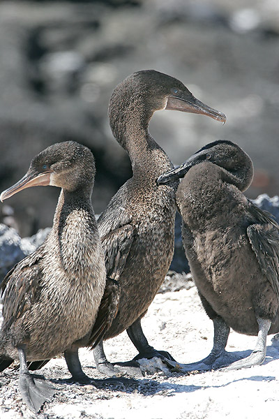 Flightless Cormorant (Punta Espinosa, Fernandina)